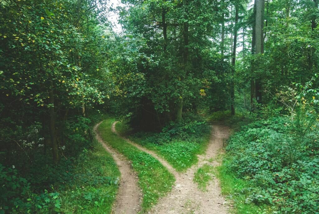 A forest path forking into two directions, symbolizing the choice between React, Vue, and Svelte in 2026